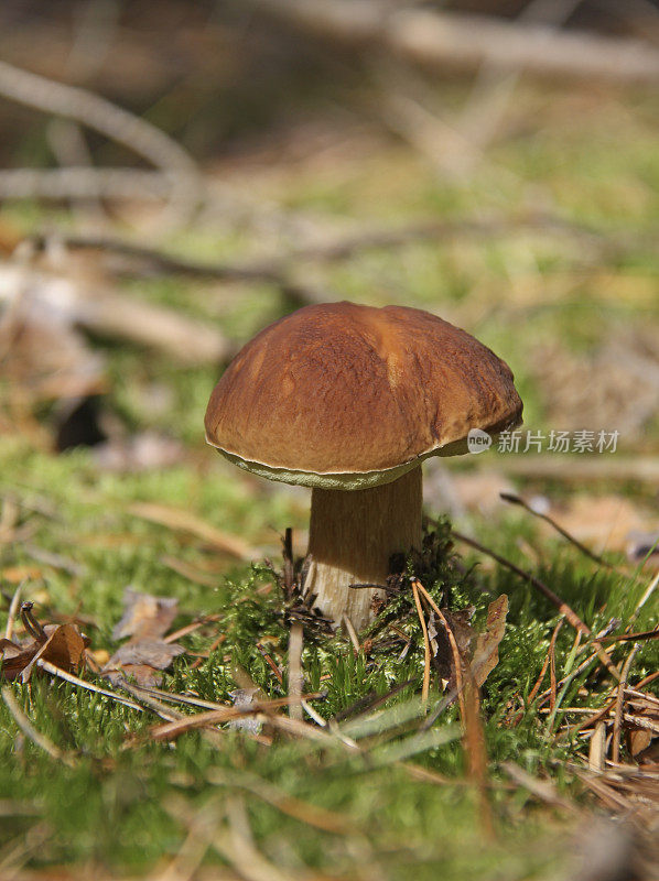 Steinpilz, Porcini, Boletus edulis，在森林里